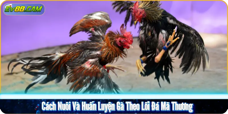 Cách Nuôi Và Huấn Luyện Gà Theo Lối Đá Mã Thương