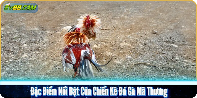 Đặc Điểm Nổi Bật Của Chiến Kê Đá Gà Mã Thương