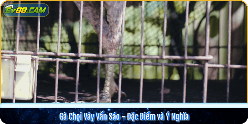 Gà Chọi Vảy Vấn Sáo - Đặc Điểm và Ý Nghĩa